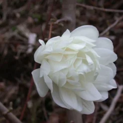 Beverboom (Magnolia Loebneri 'Wildcat')