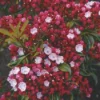 Lepelboom (Kalmia Latifolia)