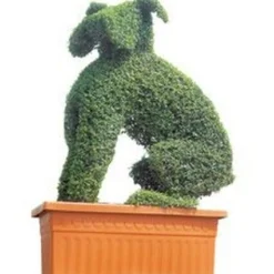 Boxer (Ligustrum Delavayanum)