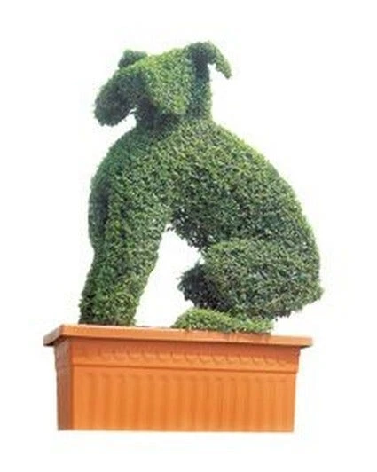 Boxer (Ligustrum Delavayanum)