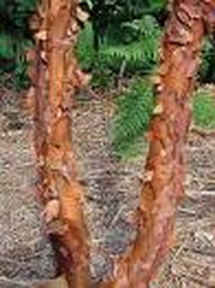 Papieresdoorn (Acer Griseum) - Afbeelding 3