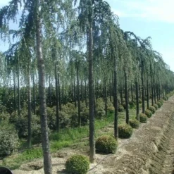 Treurceder (Cedrus Deodara 'Pendula')