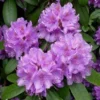 Rhododendron (Rhododendron Catawbiense 'Boursault')