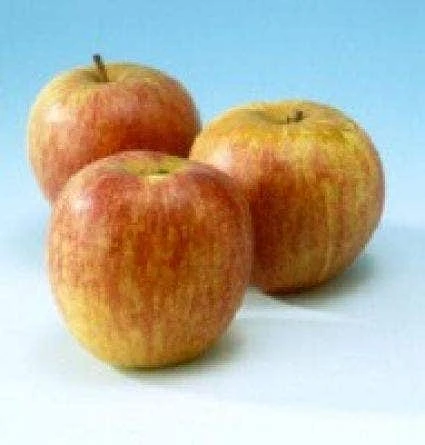 Lei-Appel (Malus Domestica 'Rode Dijkmanszoet')