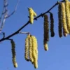 Hazelaar/Hazelnoot (Corylus Avellana 'Cosford')
