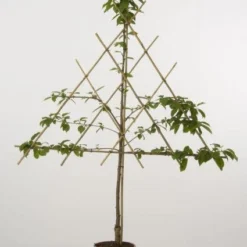 Lei-Kers (Prunus Avium 'Dubbele Meikers')