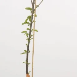 Mini-kers (Prunus Avium(mini))