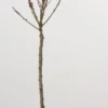 Mini Perzik (Prunus Persica (mini))
