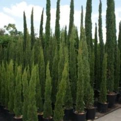 Italiaanse Cipres (Cupressus Sempervirens 'Totem')