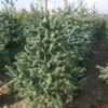 Spaanse Den (Abies Pinsapo 'Glauca')