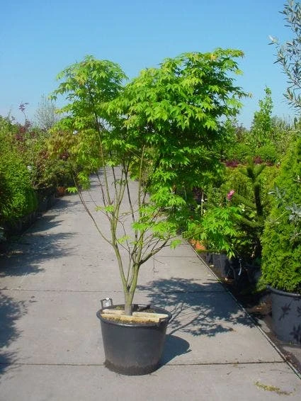 Japanse Esdoorn (Acer Palmatum 'Osakazuki') - Afbeelding 7