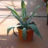 Agave (Agave Americana)