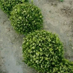 Buxus (Buxus Microphylla 'Faulkner')