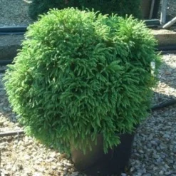 Sikkelden (Cryptomeria Japonica 'Globosa Nana')