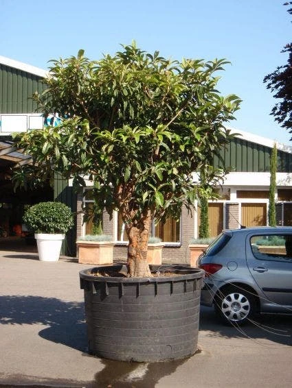 Japanse Mispel (Eriobotrya Japonica) - Afbeelding 4