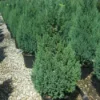 Jeneverbes (Juniperus Chinensis 'Stricta')