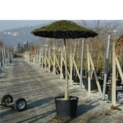 Liguster Als Dakboom (Ligustrum Delavayanum )