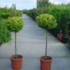 Liguster Op Stam (Ligustrum Ovalifolium 'Aureum')
