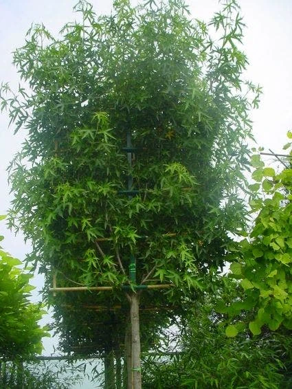Amberboom Als Leiboom (Liquidambar Styraciflua 'Worplesdon') - Afbeelding 4