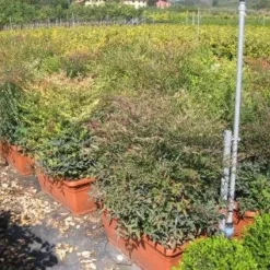 Hemelse Bamboe Als Meeneemhaag (Nandina Domestica)