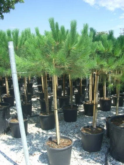 Parasolden Op Stam (Pinus Pinea) - Afbeelding 2