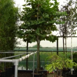 Leiplataan (Platanus Hispanica)