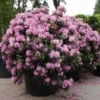 Rhododendron (Rhododendron 'Roseum Elegans')