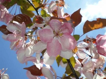 Sierappel Als Leiboom (Malus 'Rudolf') - Afbeelding 3