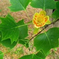 Tulpenboom Als Leiboom (Liriodendron Tulipifera)