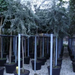 Treursierpeer (Pyrus Salicifolia 'Pendula')