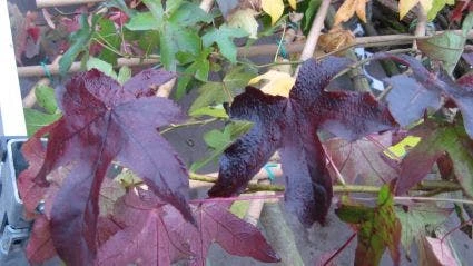 Amberboom Als Leiboom (Liquidambar Styraciflua 'Worplesdon') - Afbeelding 3