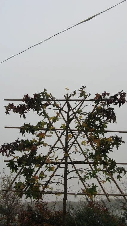 Amberboom Als Leiboom (Liquidambar Styraciflua) - Afbeelding 5