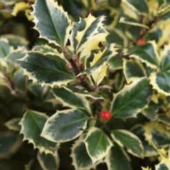 Hulst (Ilex Aquifolium 'Argentea Marginata')