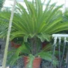 Cycaspalm (Cycas Revoluta)