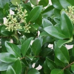 Liguster (Ligustrum Japonicum 'Texanum')