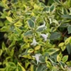 Abelia (Abelia Grandiflora 'Hopleys')
