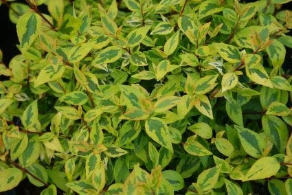 Abelia (Abelia Grandiflora 'Kaleidoscope') - Afbeelding 5