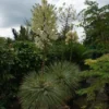 Palmlelie (Yucca Flaccida 'Golden Sword')