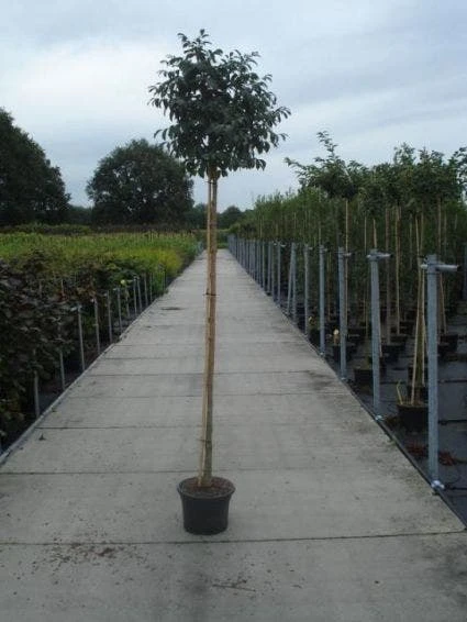 Pluim Es (Fraxinus Ornus 'Meczek') - Afbeelding 3