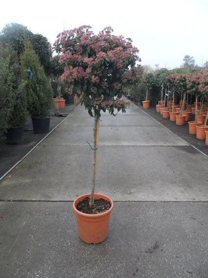 Sneeuwbal Op Stam (Viburnum Tinus 'Eve Price') - Afbeelding 4