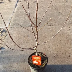 Mini-appel (Malus Domestica 'Mini-Cox')