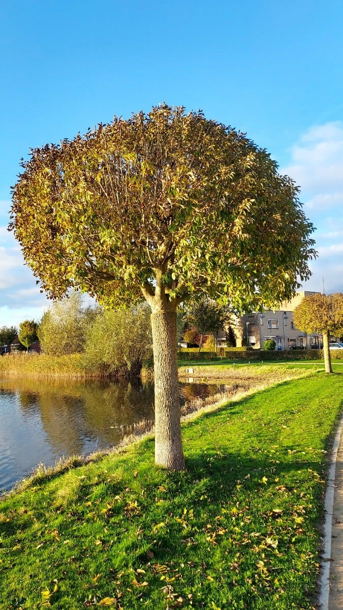 Pluim Es (Fraxinus Ornus 'Meczek') - Afbeelding 2