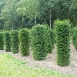 Taxus (Taxus Baccata Cilinder)