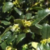 Amerikaanse Hulst Als Bol (Ilex 'Nellie R Stevens')