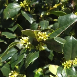 Amerikaanse Hulst Als Bol (Ilex 'Nellie R Stevens')