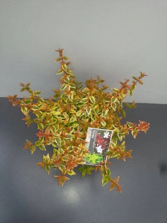 Abelia (Abelia Grandiflora 'Kaleidoscope') - Afbeelding 7