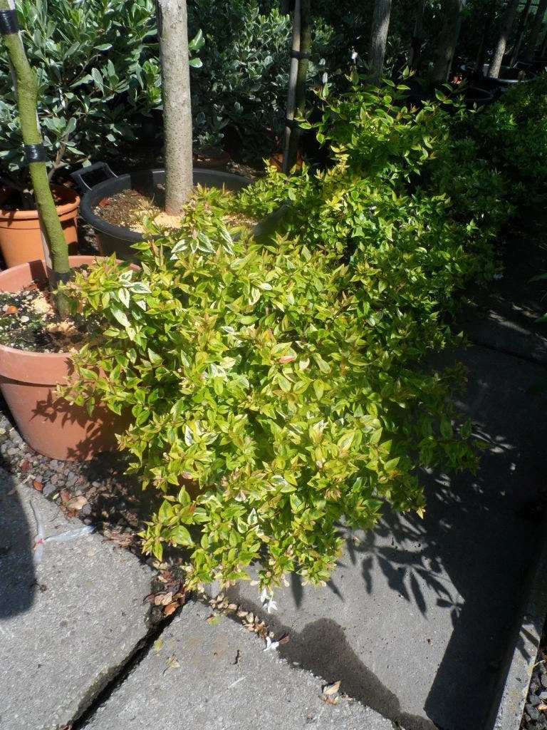 Abelia (Abelia Grandiflora 'Kaleidoscope') - Afbeelding 9