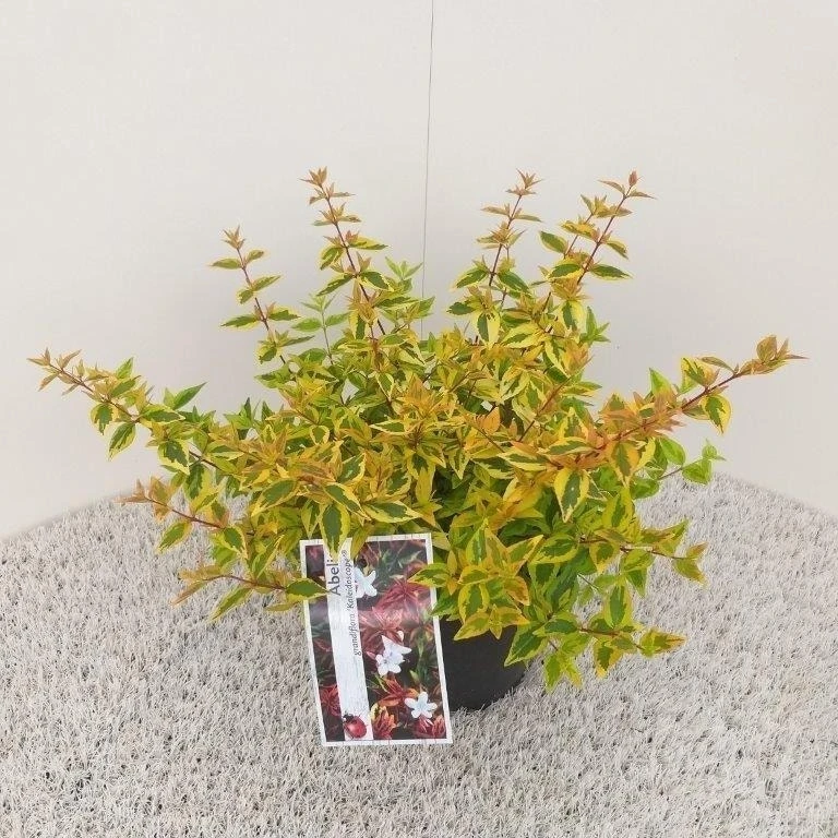 Abelia (Abelia Grandiflora 'Kaleidoscope') - Afbeelding 8
