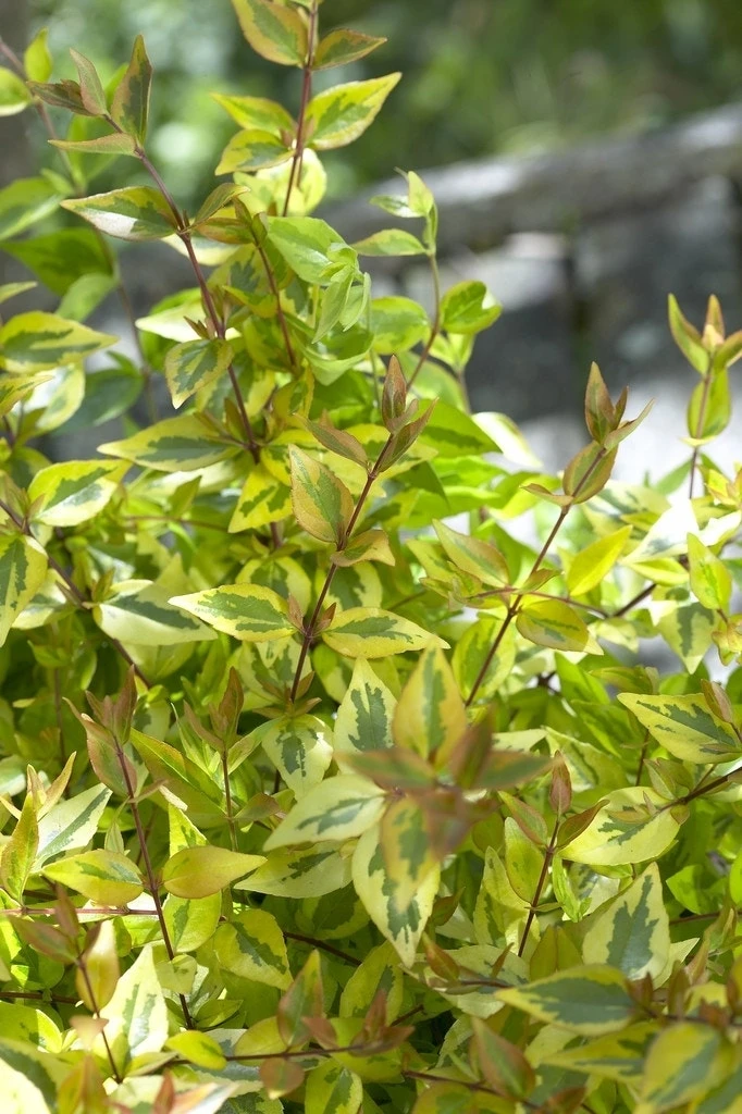 Abelia (Abelia Grandiflora 'Kaleidoscope') - Afbeelding 2