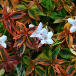 Abelia (Abelia Grandiflora 'Kaleidoscope')